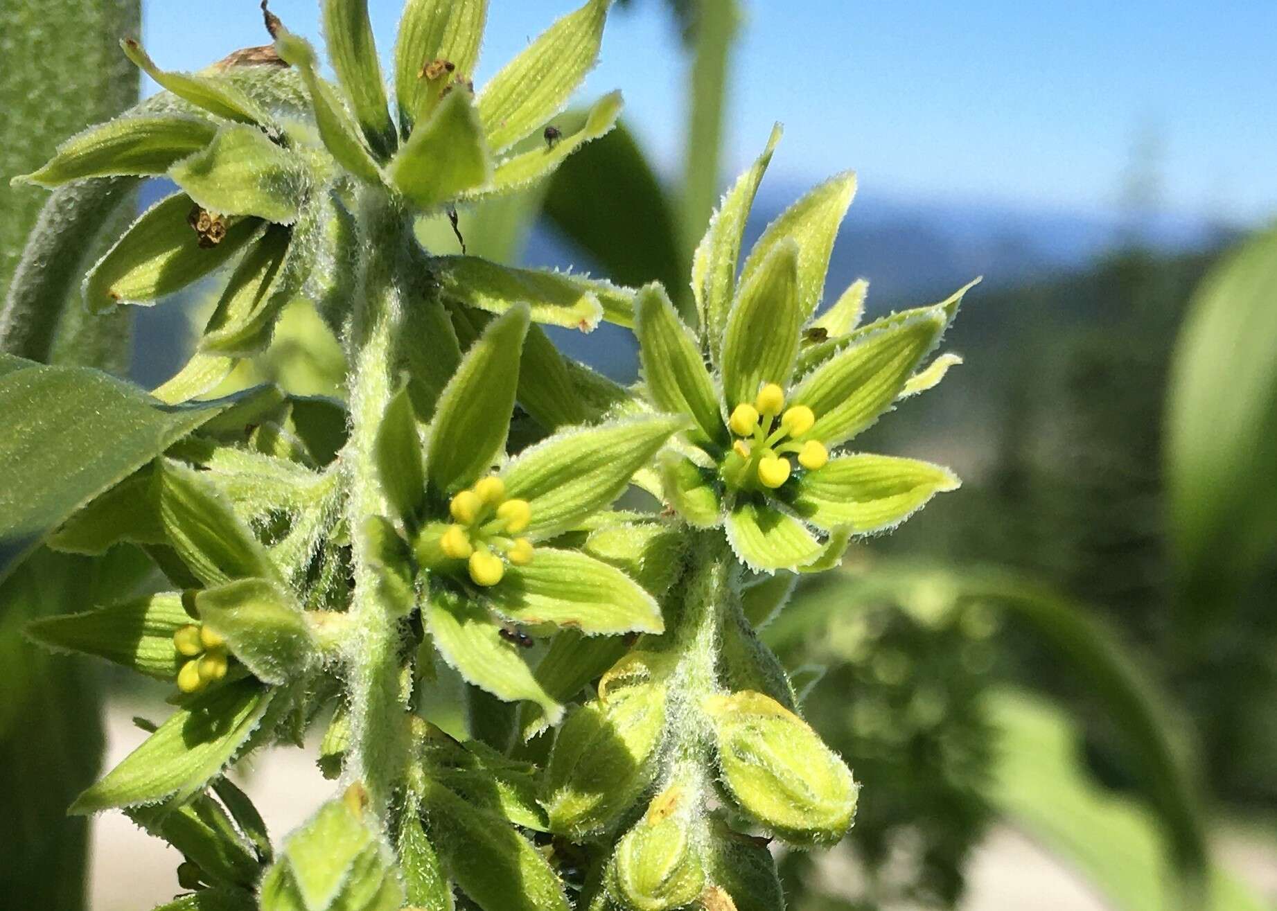 Image of False Green Hellebore