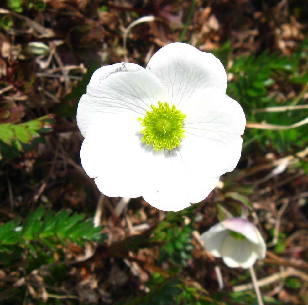 Anemone parviflora Michx. resmi