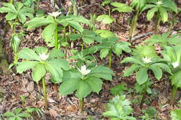 Image of Paris japonica (Franch. & Sav.) Franch.