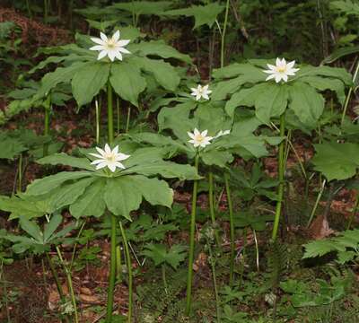 Image of Paris japonica (Franch. & Sav.) Franch.