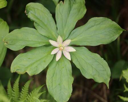 Image of Paris japonica (Franch. & Sav.) Franch.