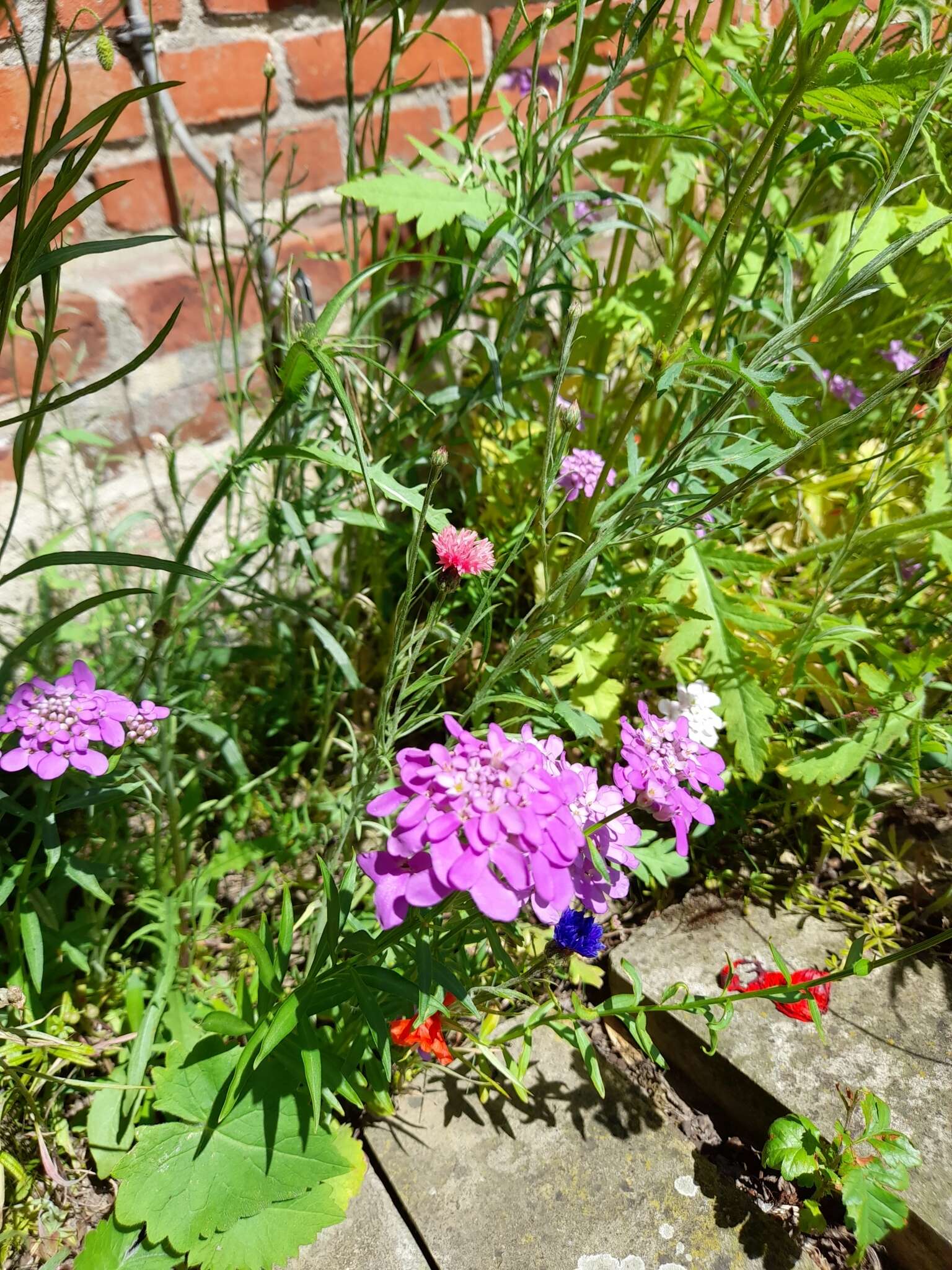 Image of globe candytuft