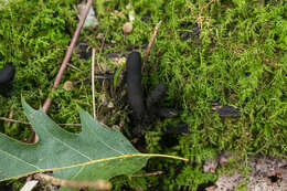 Image of Xylaria longipes Nitschke 1867