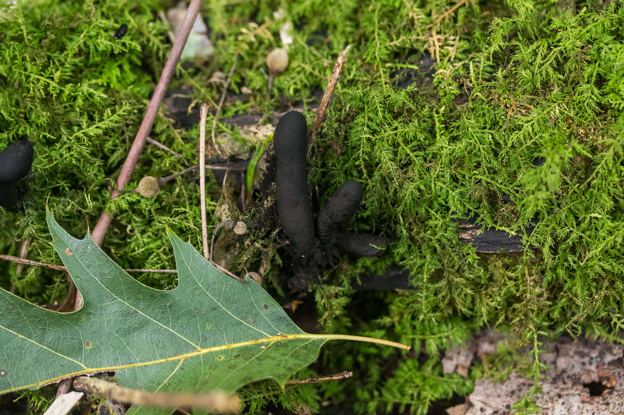 Image de Xylaire à long pied