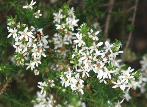 Olearia ramulosa (Labill.) Benth. resmi