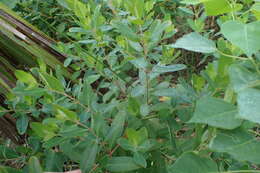 Image of Greater St. John's-Wort