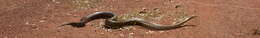 Image of African rock python