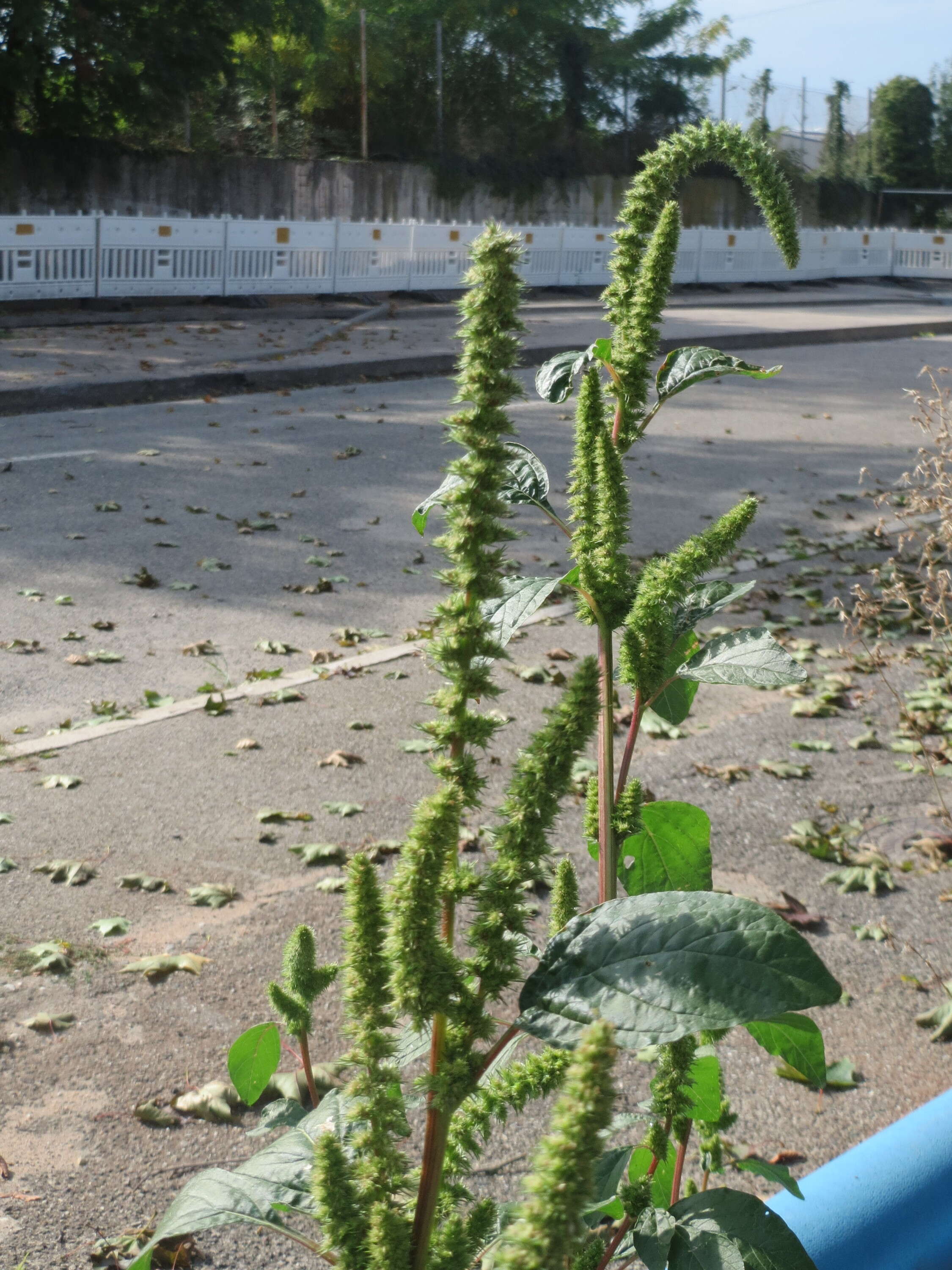 Imagem de Amaranthus powellii S. Wats.