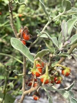 Image of Solanum catombelense Peyr.