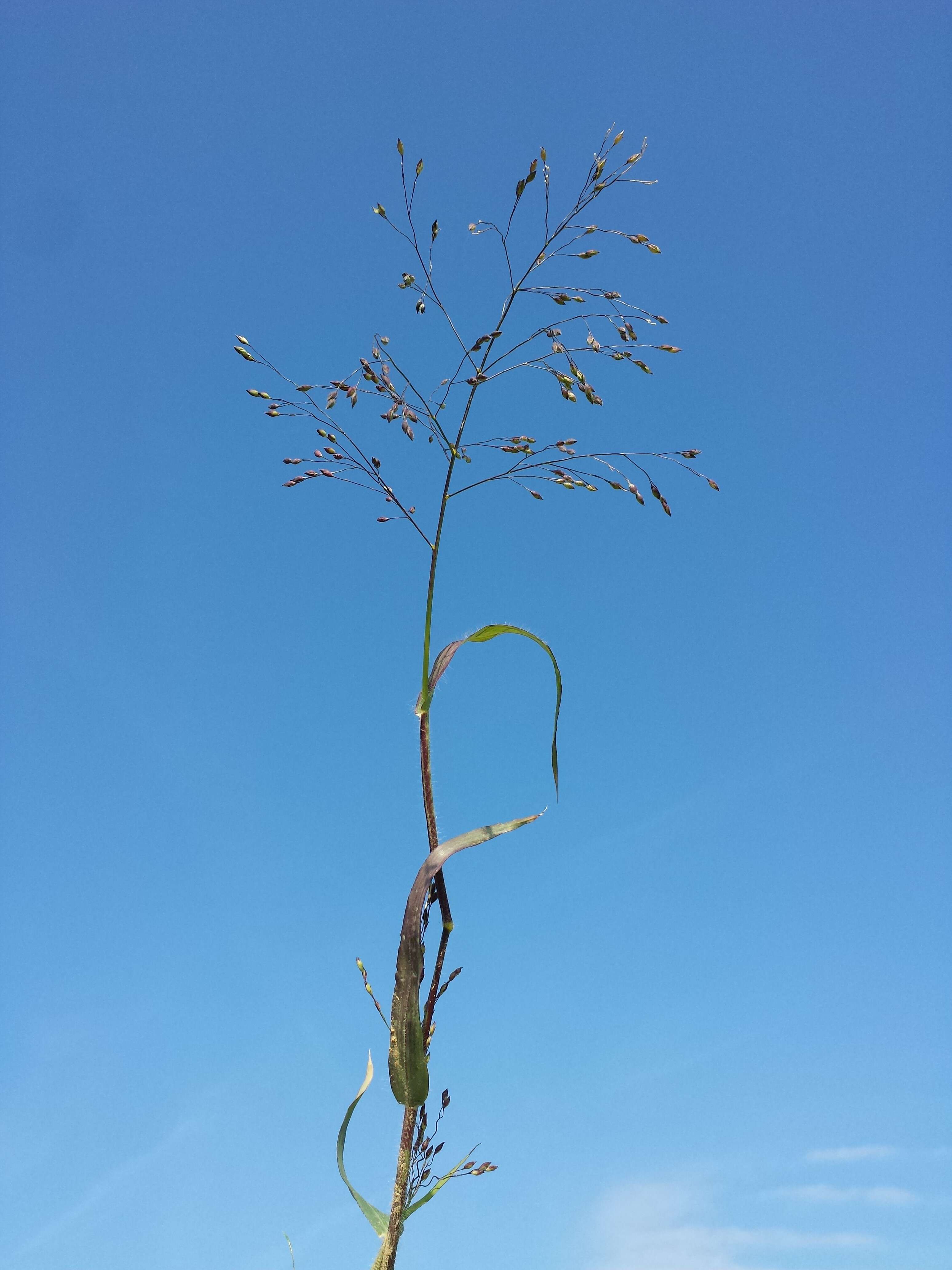 Imagem de Panicum miliaceum L.