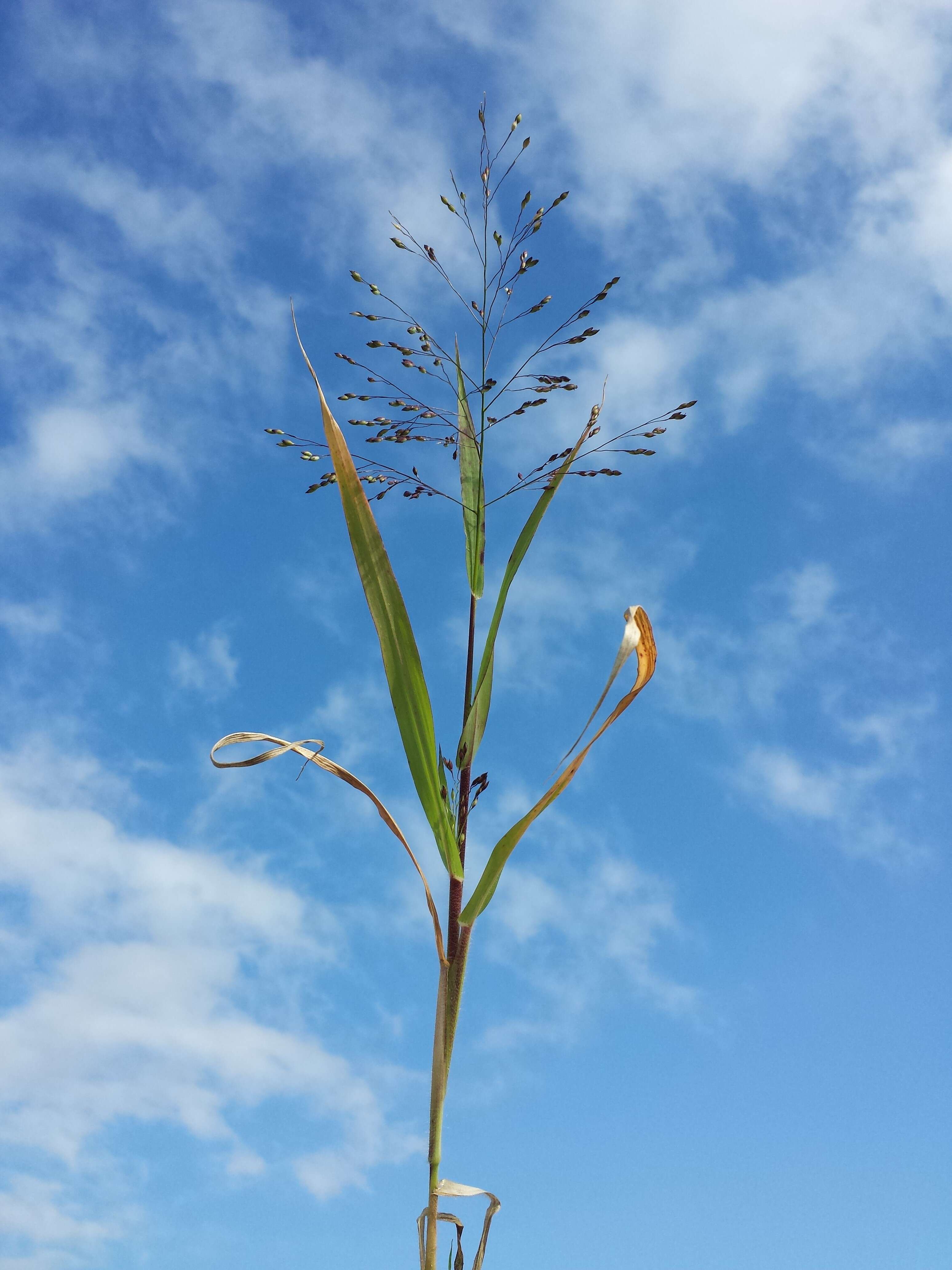 Imagem de Panicum miliaceum L.