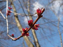 Image of Red Maple