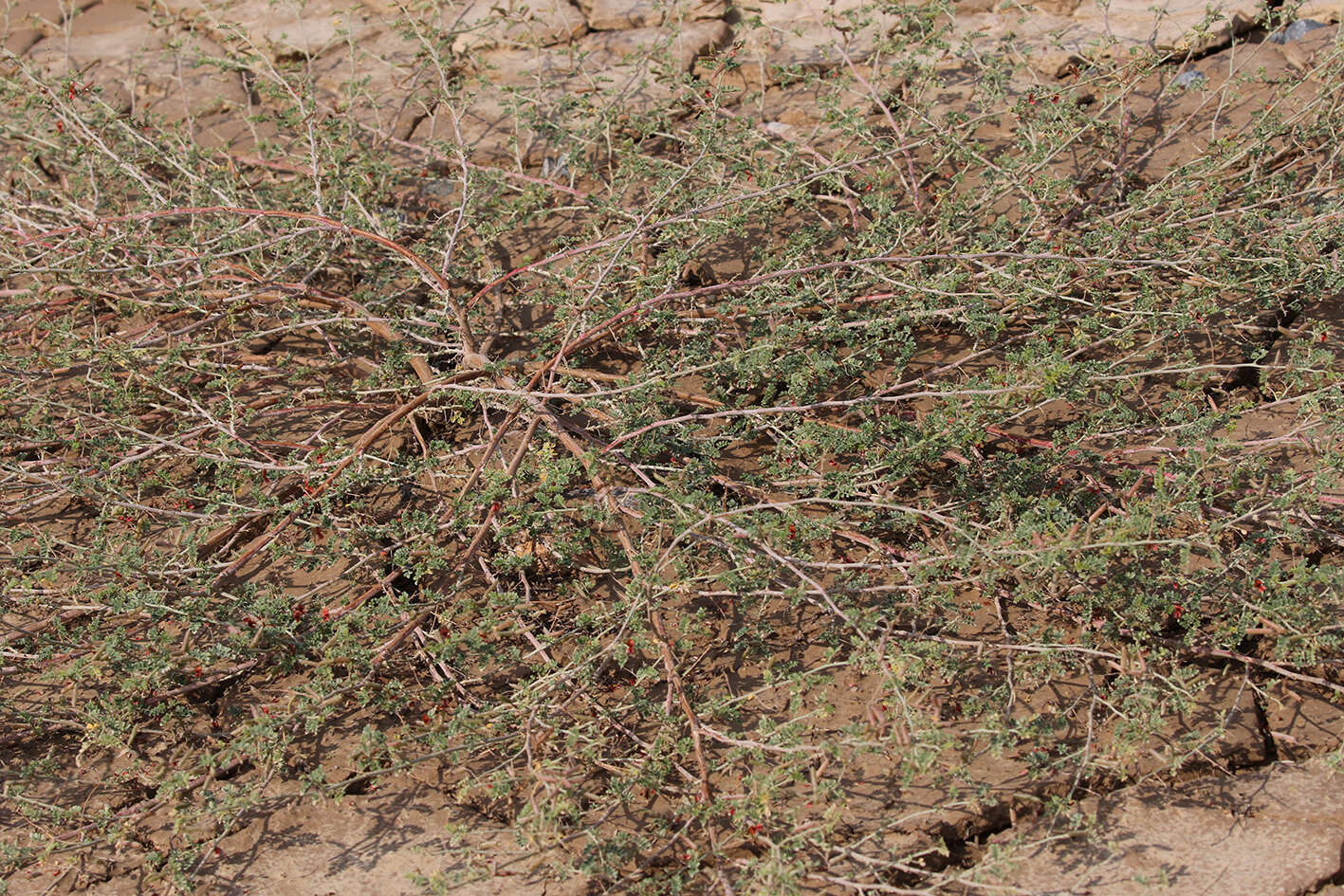 Image de Indigofera intricata Boiss.