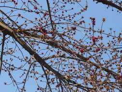 Image of Red Maple