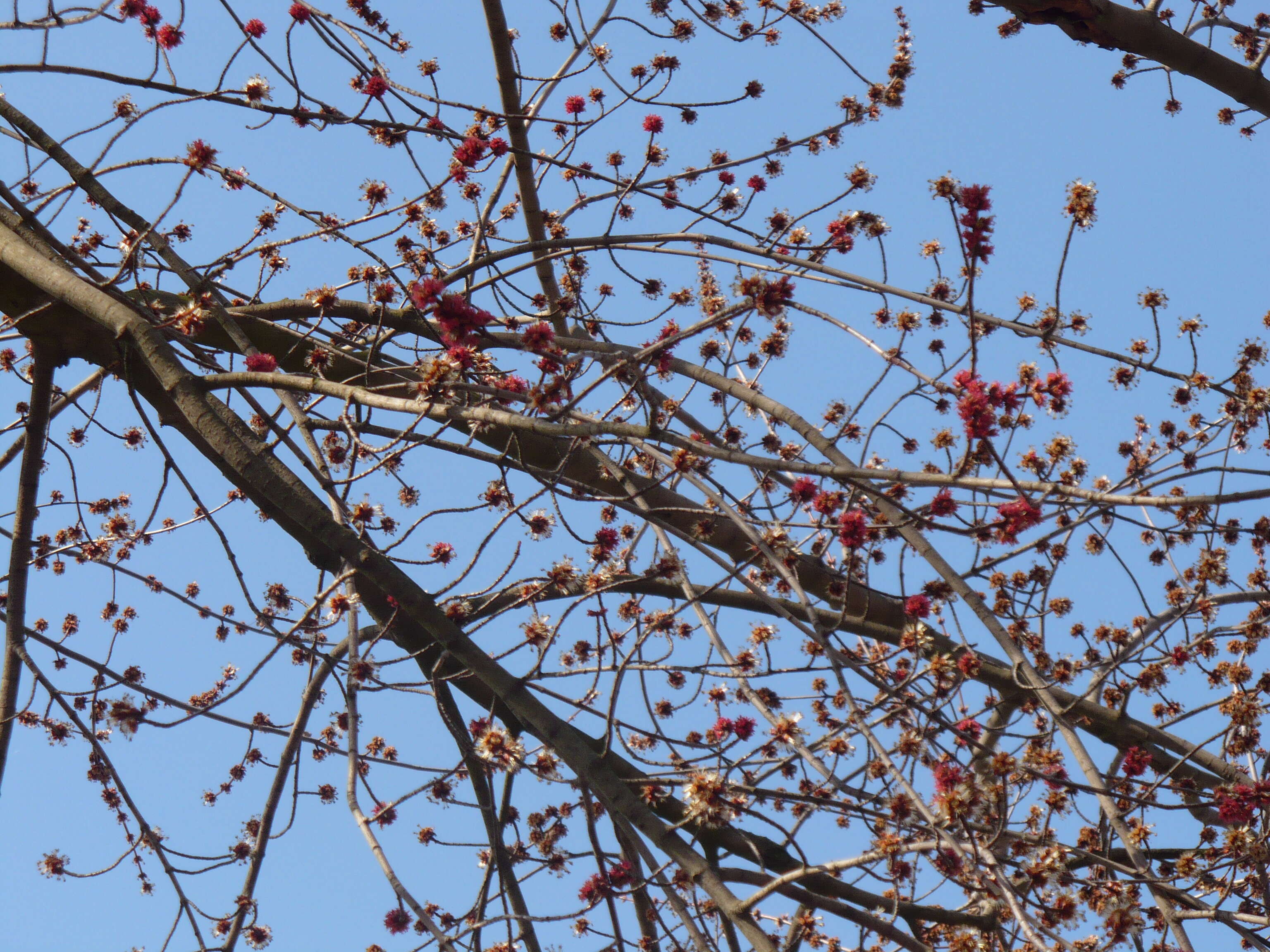 Image of Red Maple