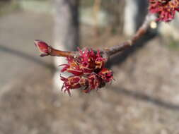 Image of Red Maple