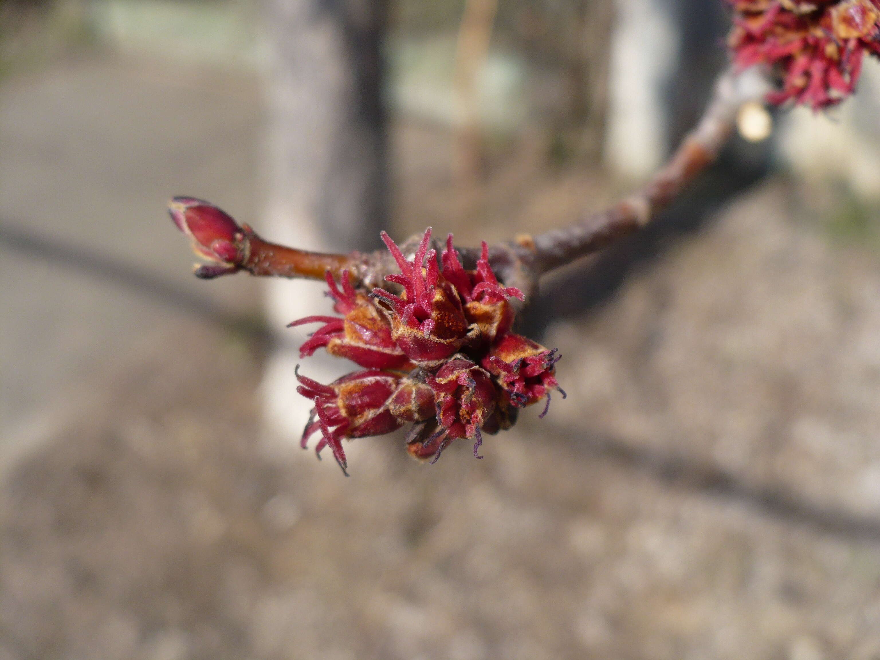 Image of Red Maple