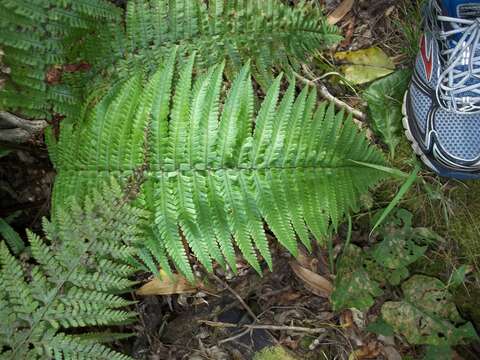 Image of Crowned Wood Fern