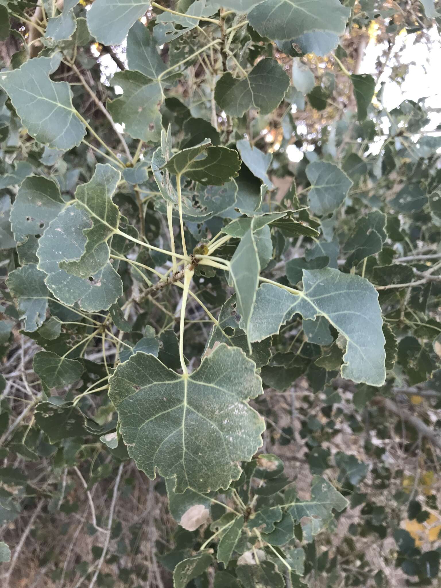 Image of Fremont cottonwood