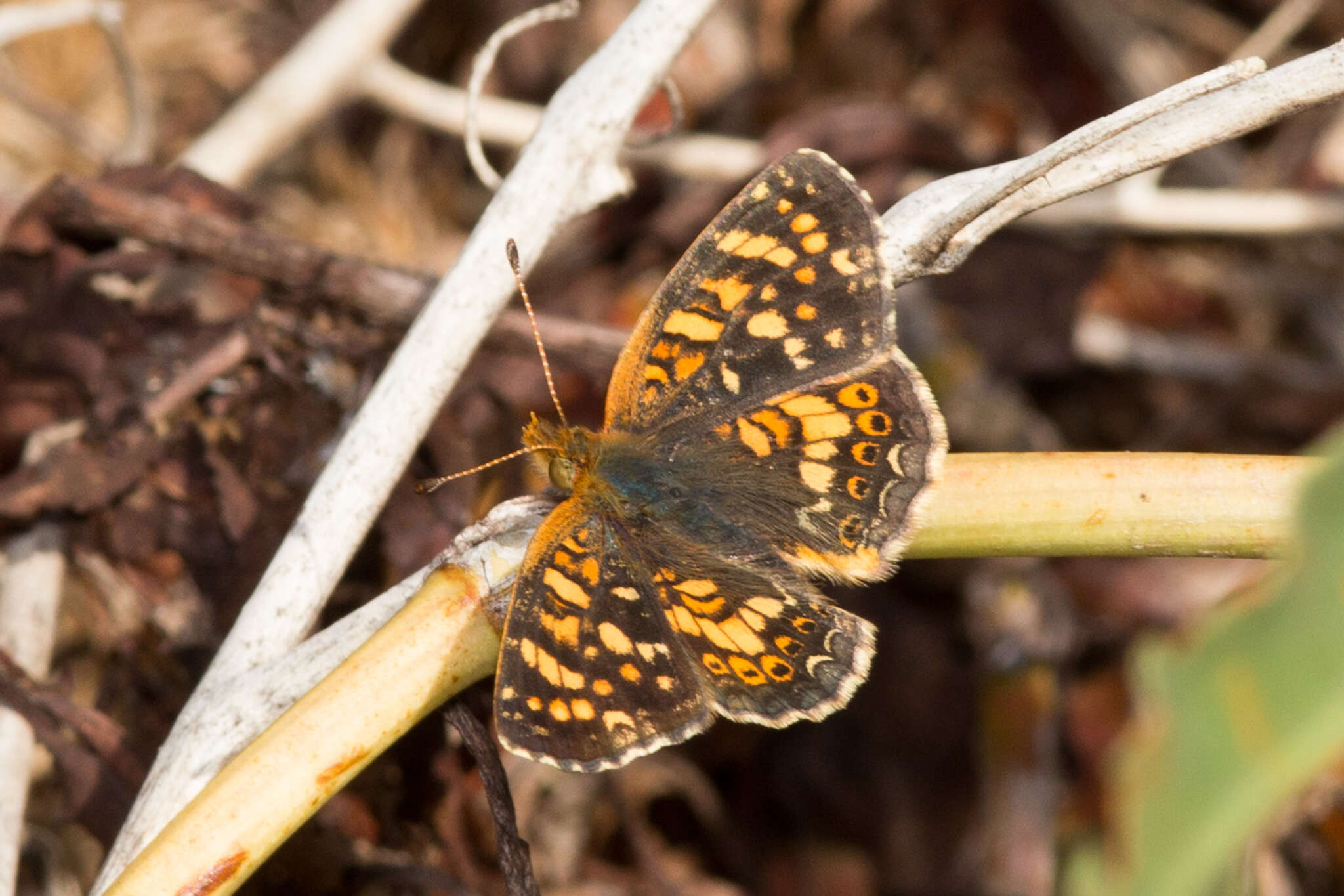 Image of Pearl Crescent