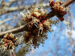 Image of Red Maple