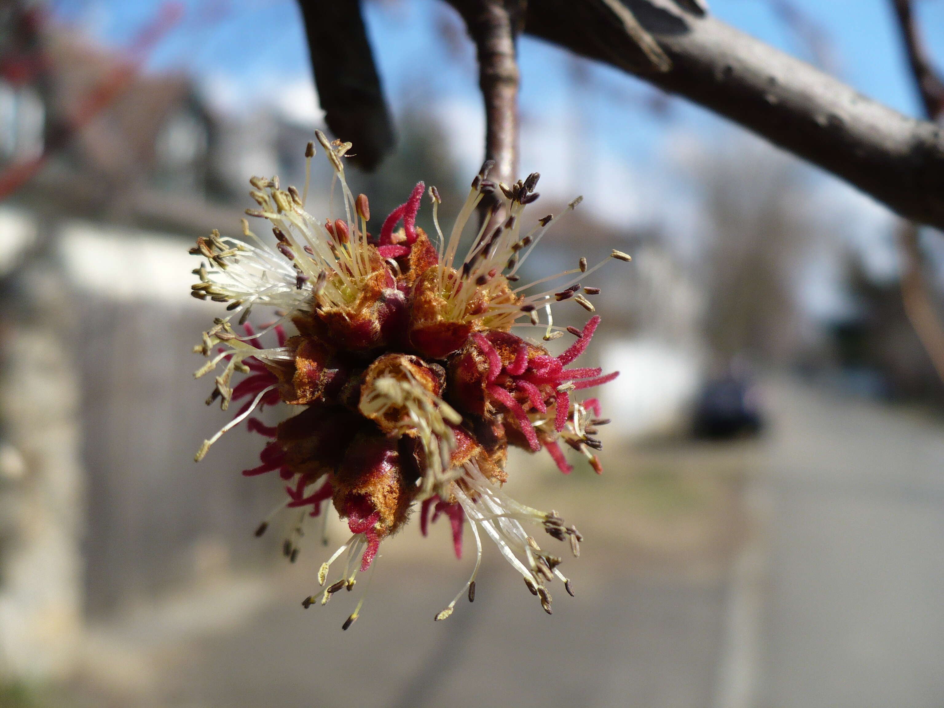 Image of Red Maple