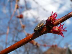 Image of Red Maple