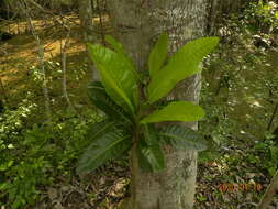 Image of Tabebuia cassinoides (Lam.) DC.