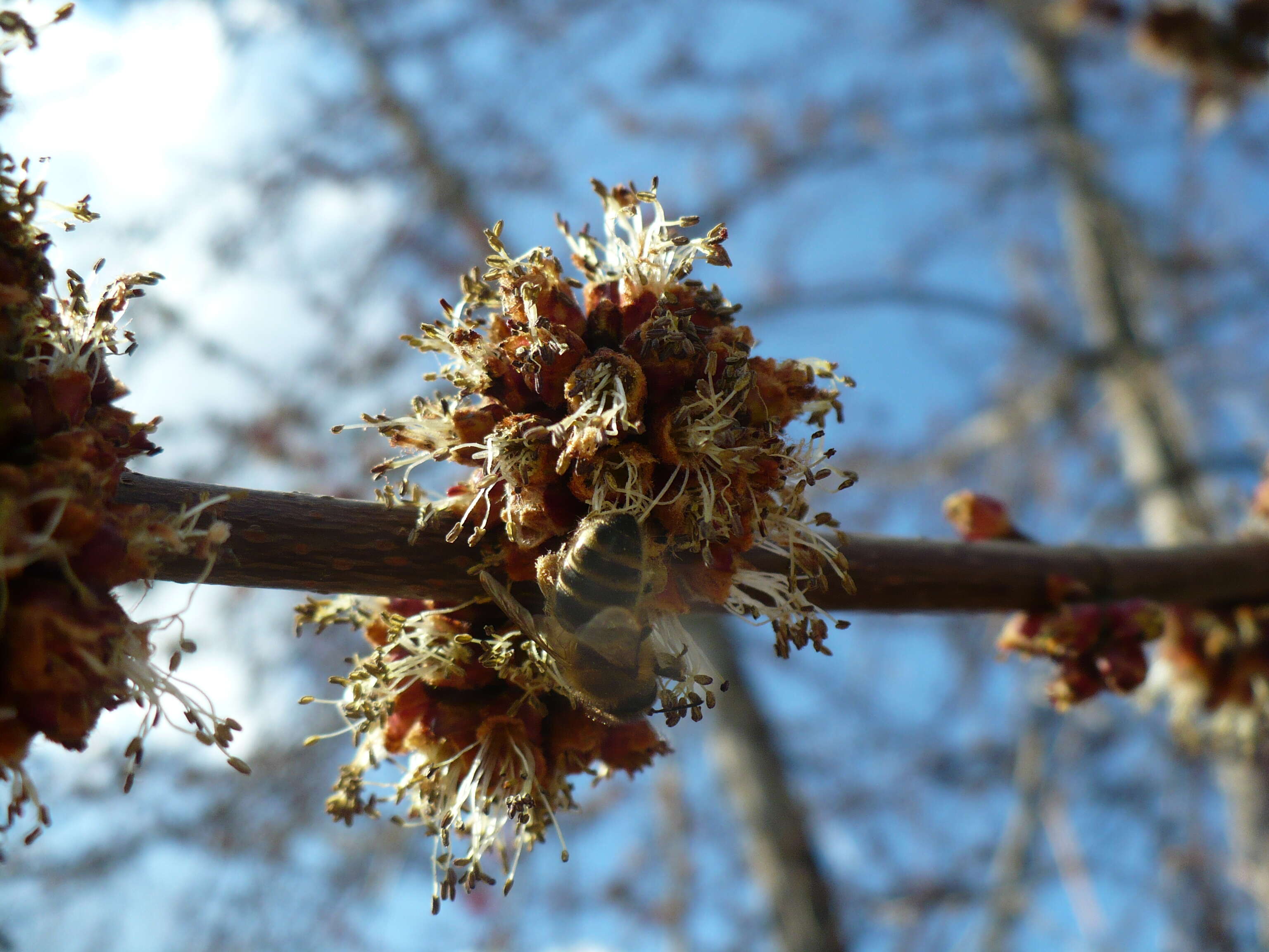 Image of Red Maple