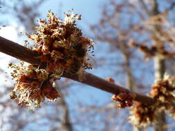 Image of Red Maple