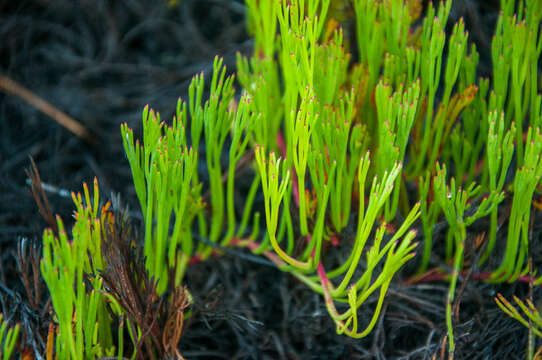 Image of Serruria flagellifolia Salisb. ex Knight