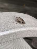 Image of One Spotted Stink Bug