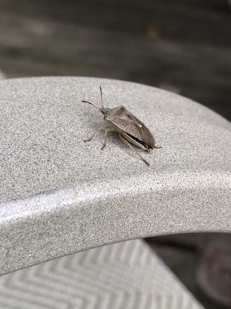 Image of One Spotted Stink Bug