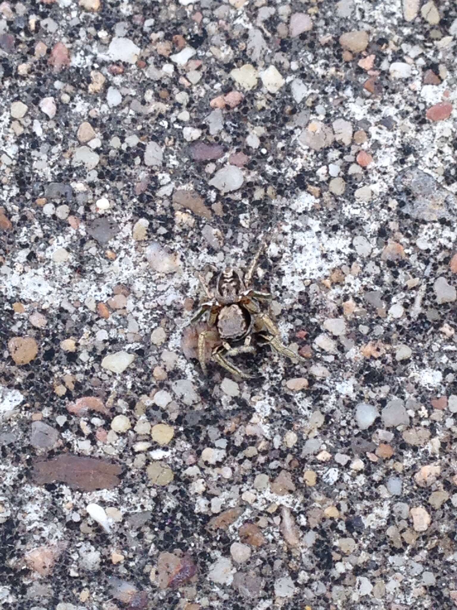 Image of Habronattus mexicanus (Peckham & Peckham 1896)