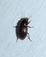 Sivun Harpalus (Harpalus) gravis Le Conte 1858 kuva