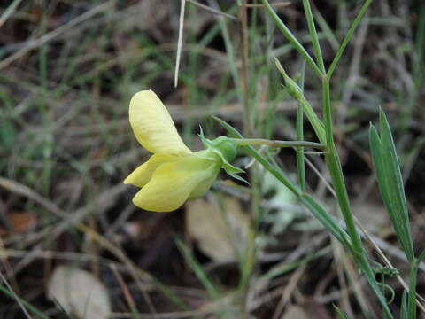 Imagem de Lathyrus annuus L.