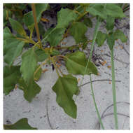 Image of cucumberleaf sunflower