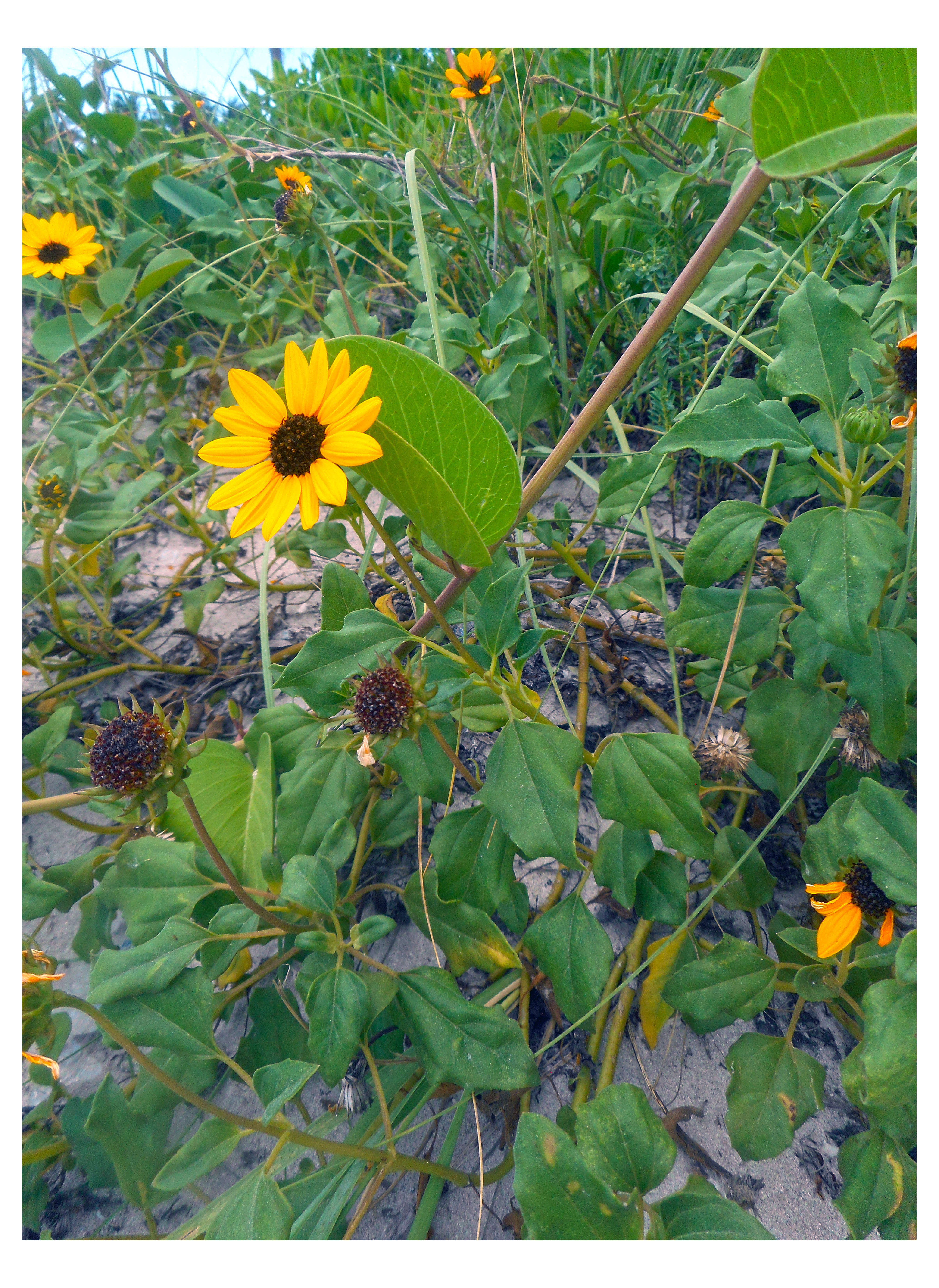 Image of cucumberleaf sunflower