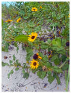 Image of cucumberleaf sunflower