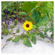 Image of cucumberleaf sunflower