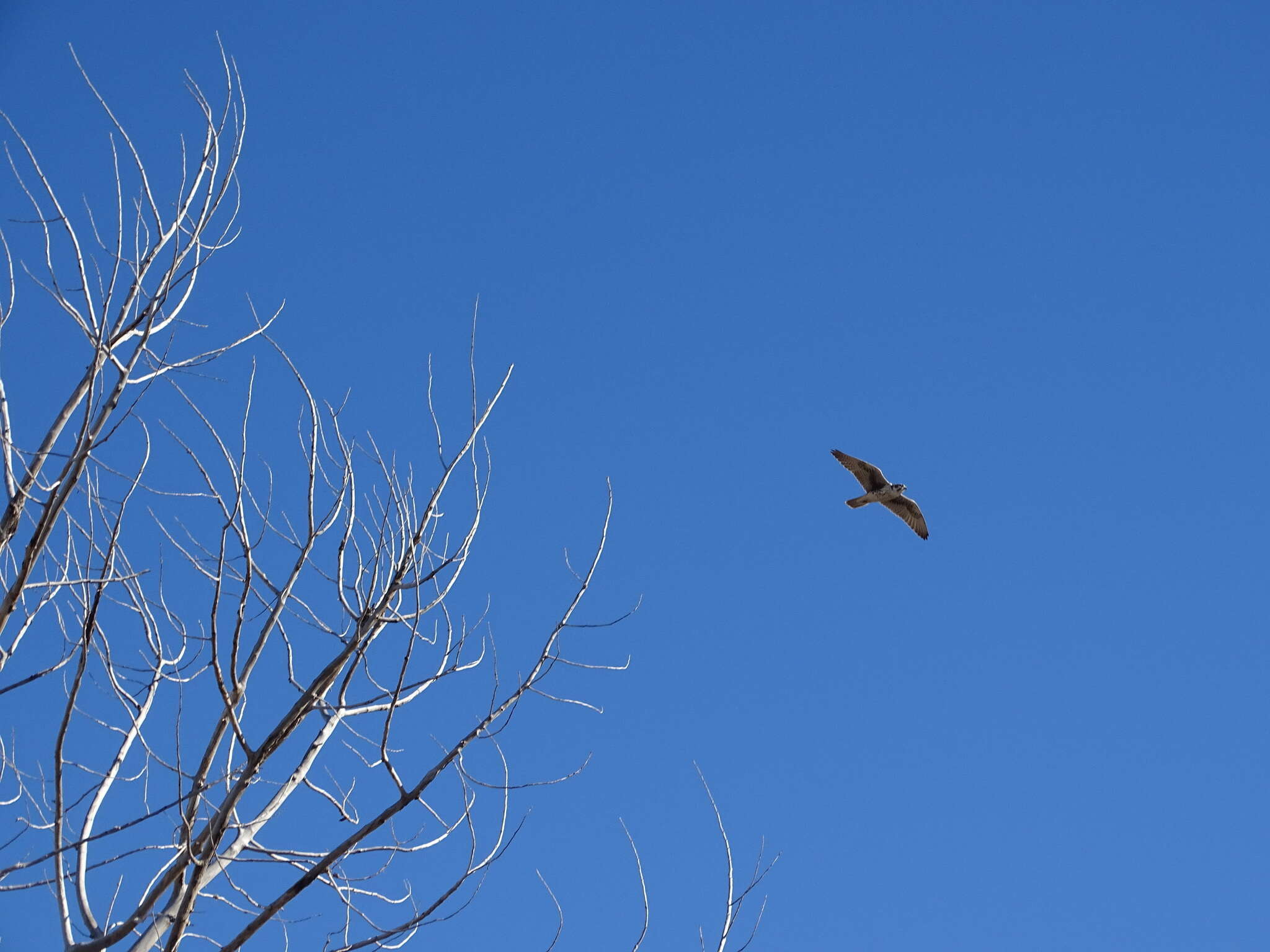 Image of Prairie Falcon