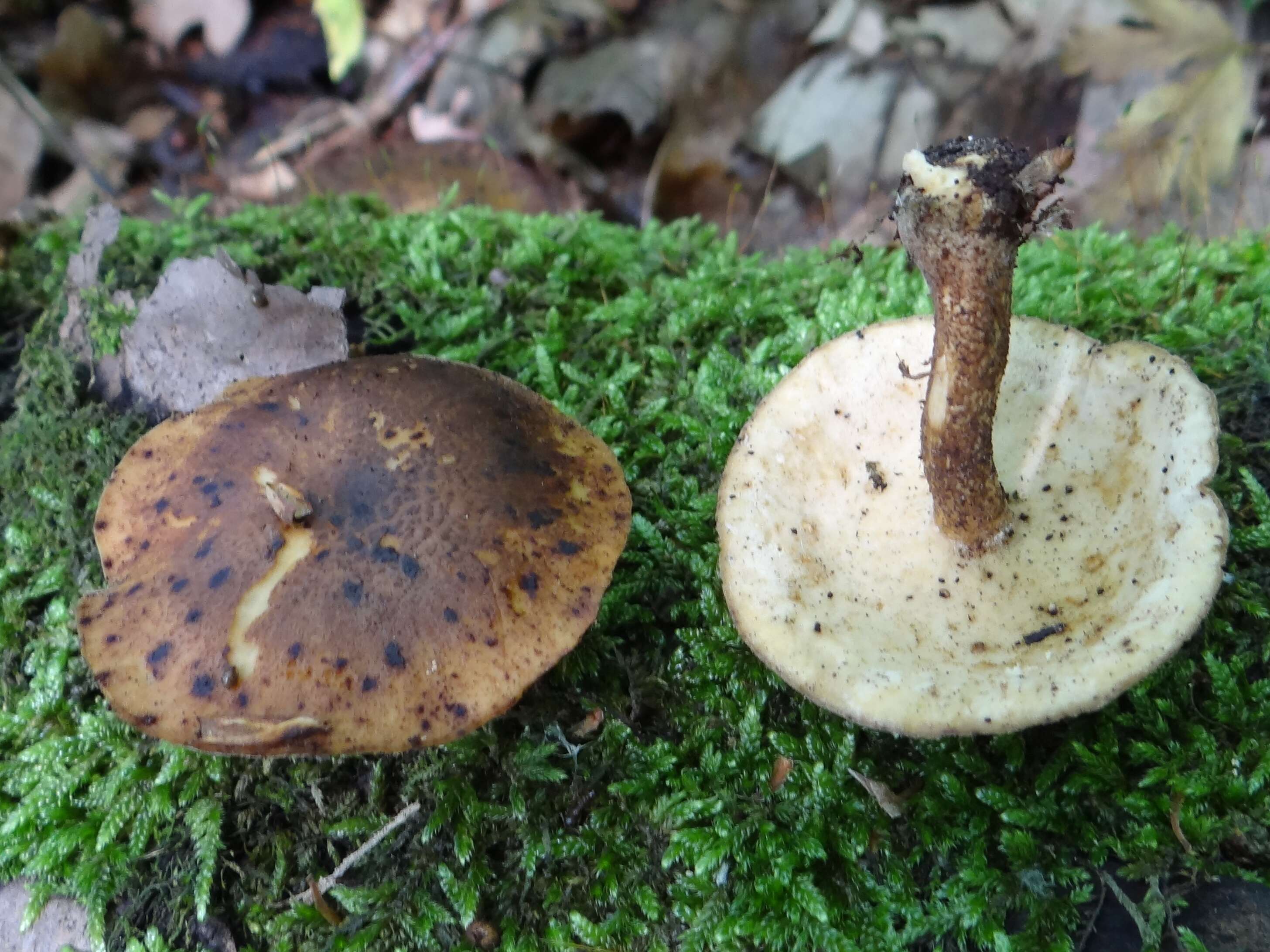 Image of Lentinus substrictus (Bolton) Zmitr. & Kovalenko 2016