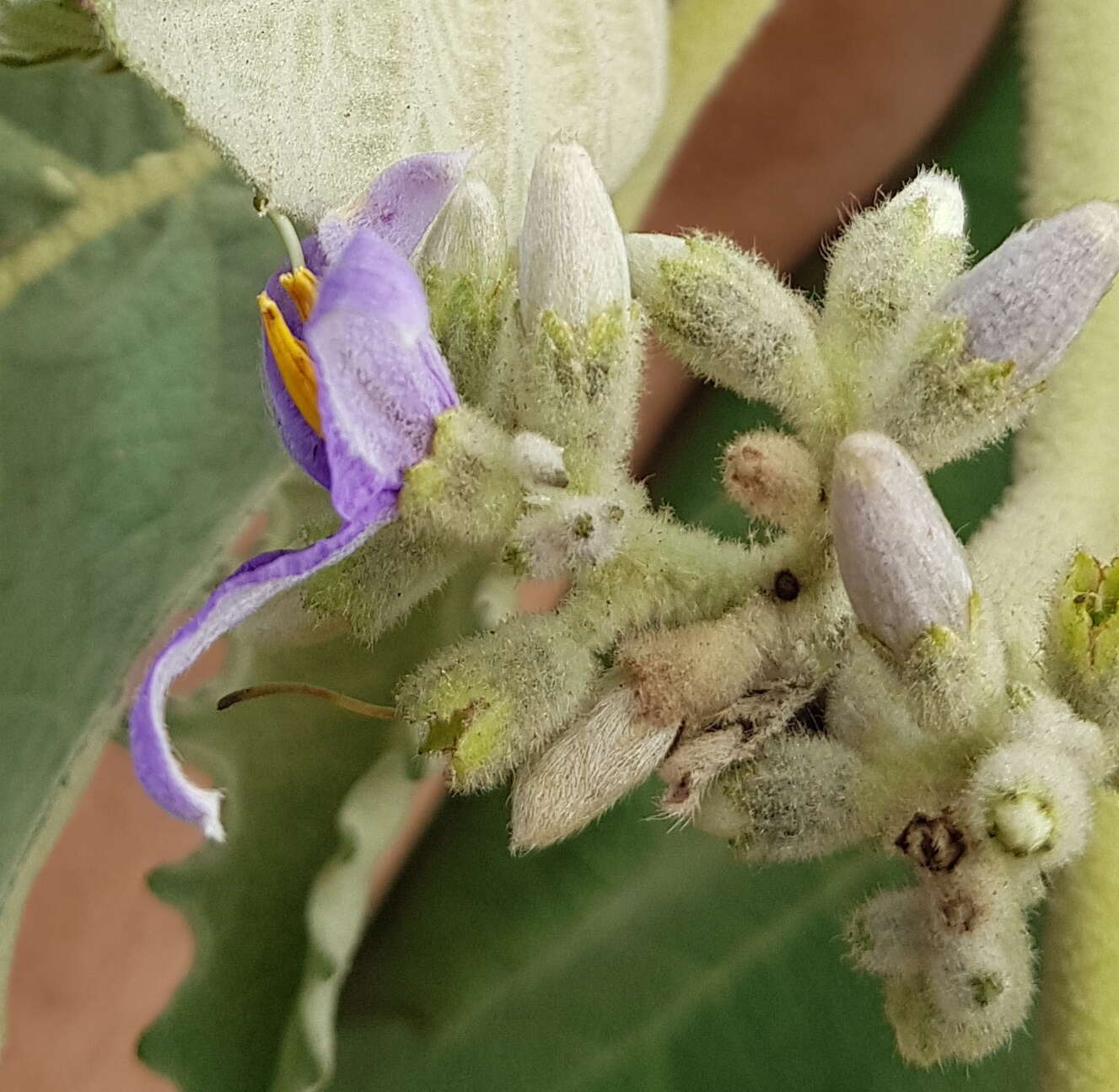 Image of Solanum mitlense Dun.