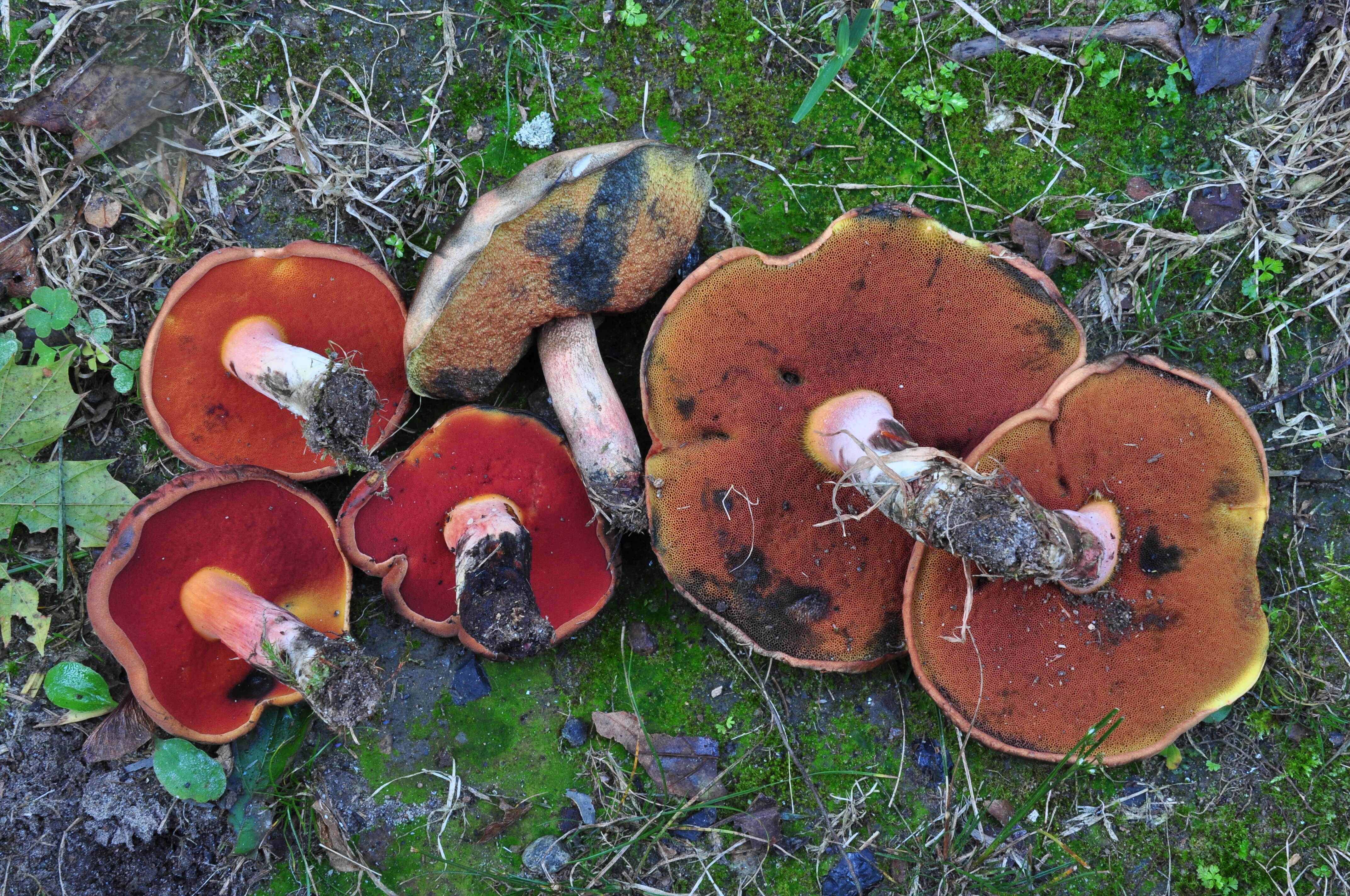 Imagem de Boletus subvelutipes