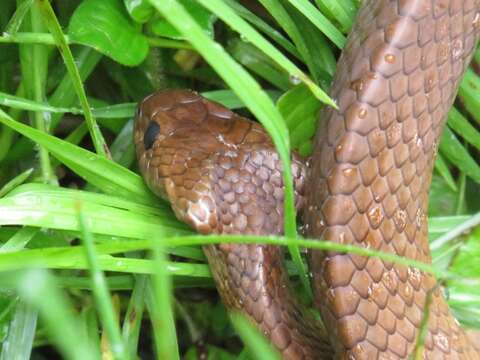 Image of Tropical Snail-eater