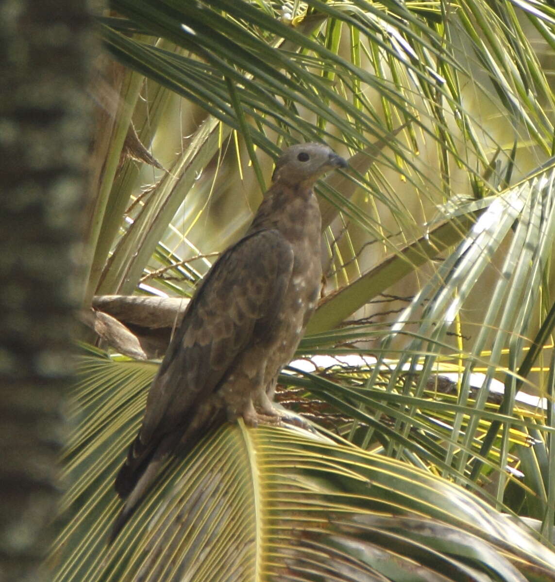 Image of Crested Honey Buzzard