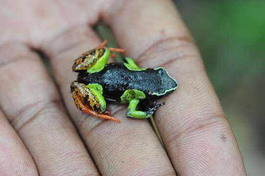 Image of Baron's Mantella