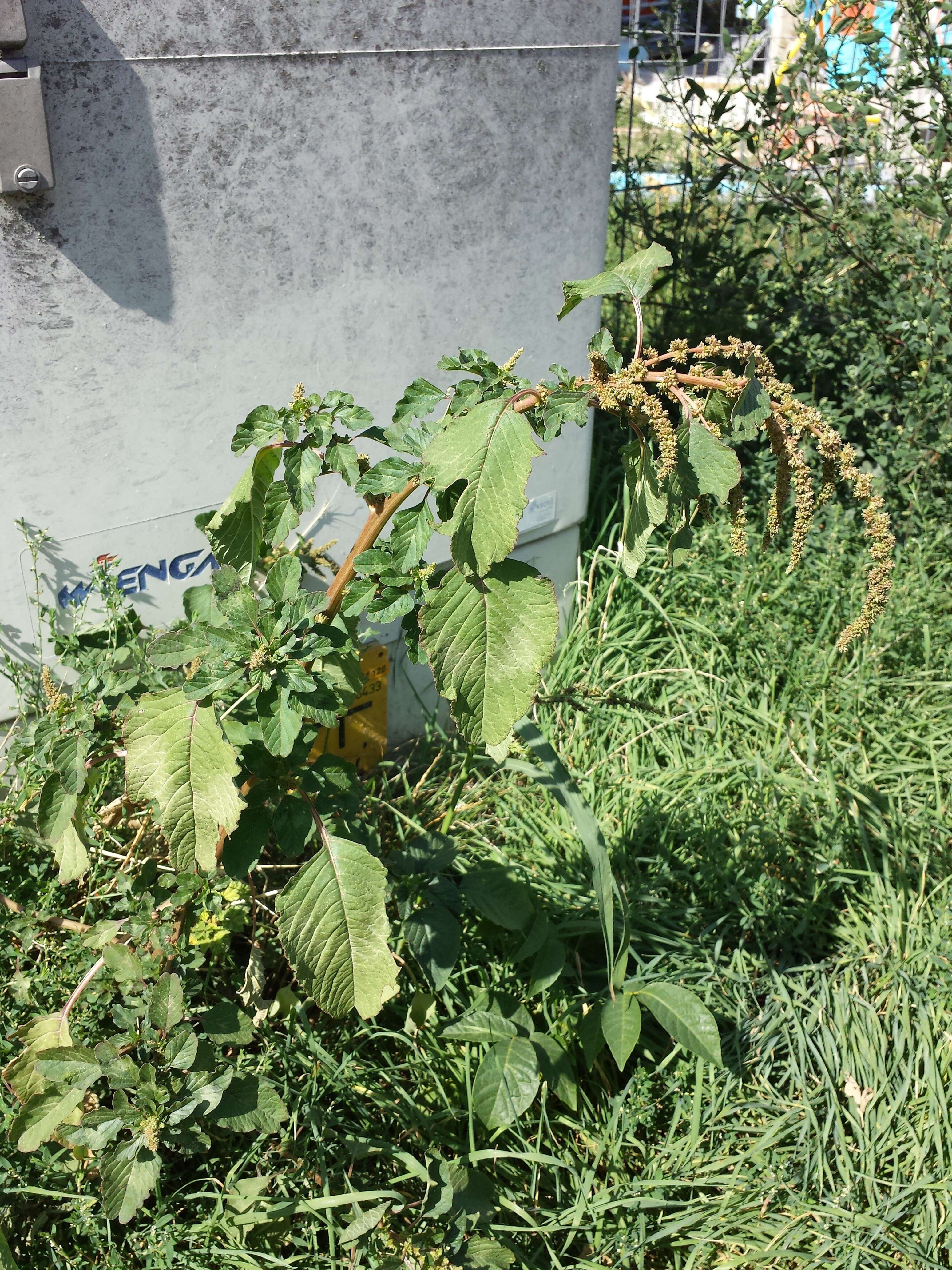 Imagem de Amaranthus viridis L.