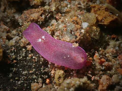 Image of Phanerophthalmus anettae Austin, Gosliner & Malaquias 2018