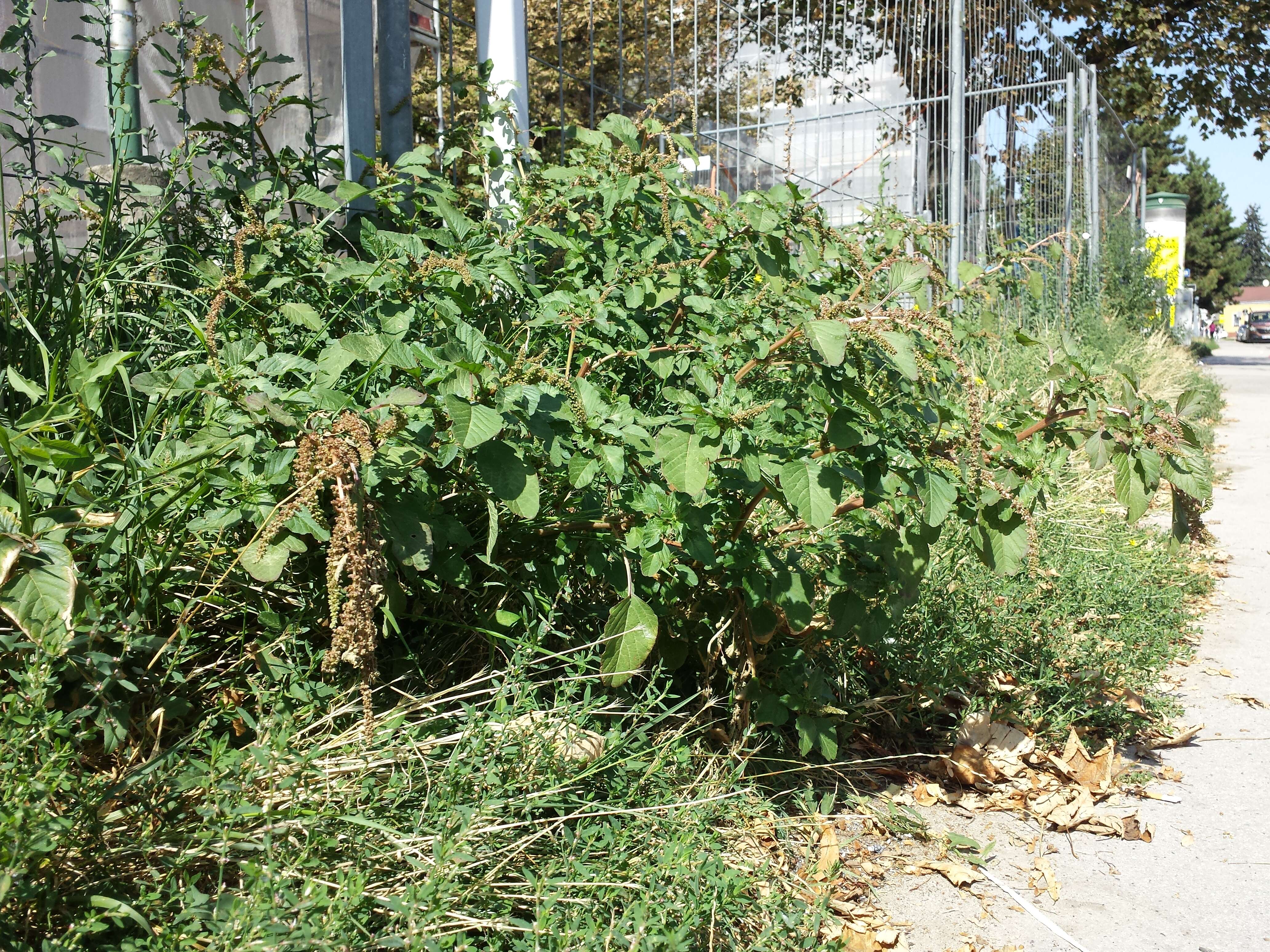 Imagem de Amaranthus viridis L.